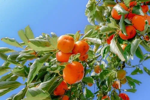 u=704509064,2772757402&fm=253&fmt=auto&app=138&f=JPEG.webp