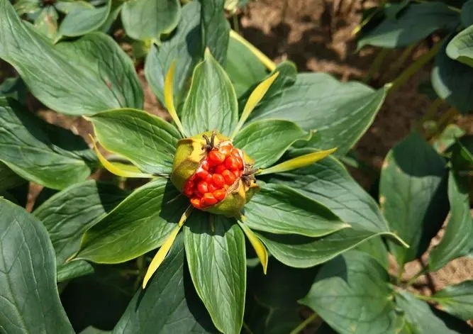 u=1590820715,3205304499&fm=253&fmt=auto&app=138&f=JPEG.webp